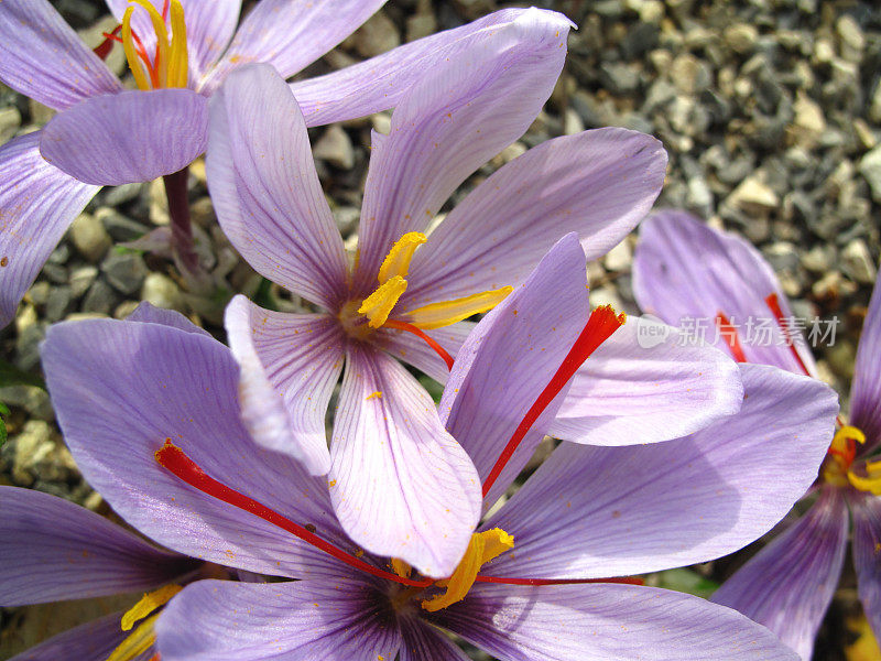 学名Crocus biflorus